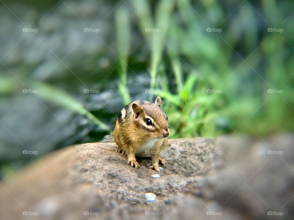 Cute chipmunk sitting on the stone and looking. With green blur background. Rodents.