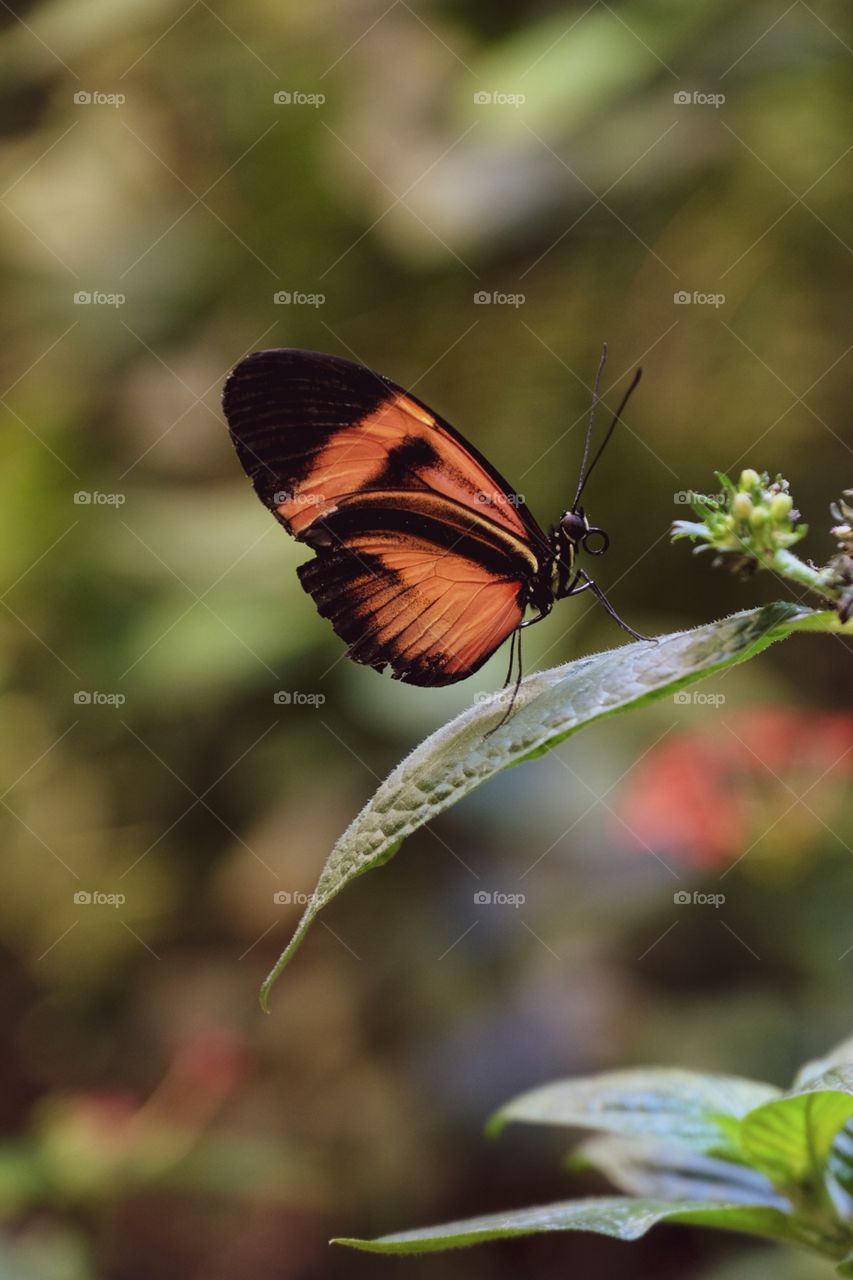 Butterfly Perched On A Leafy Plant, Insect Photography, Closeup Macro Photography 