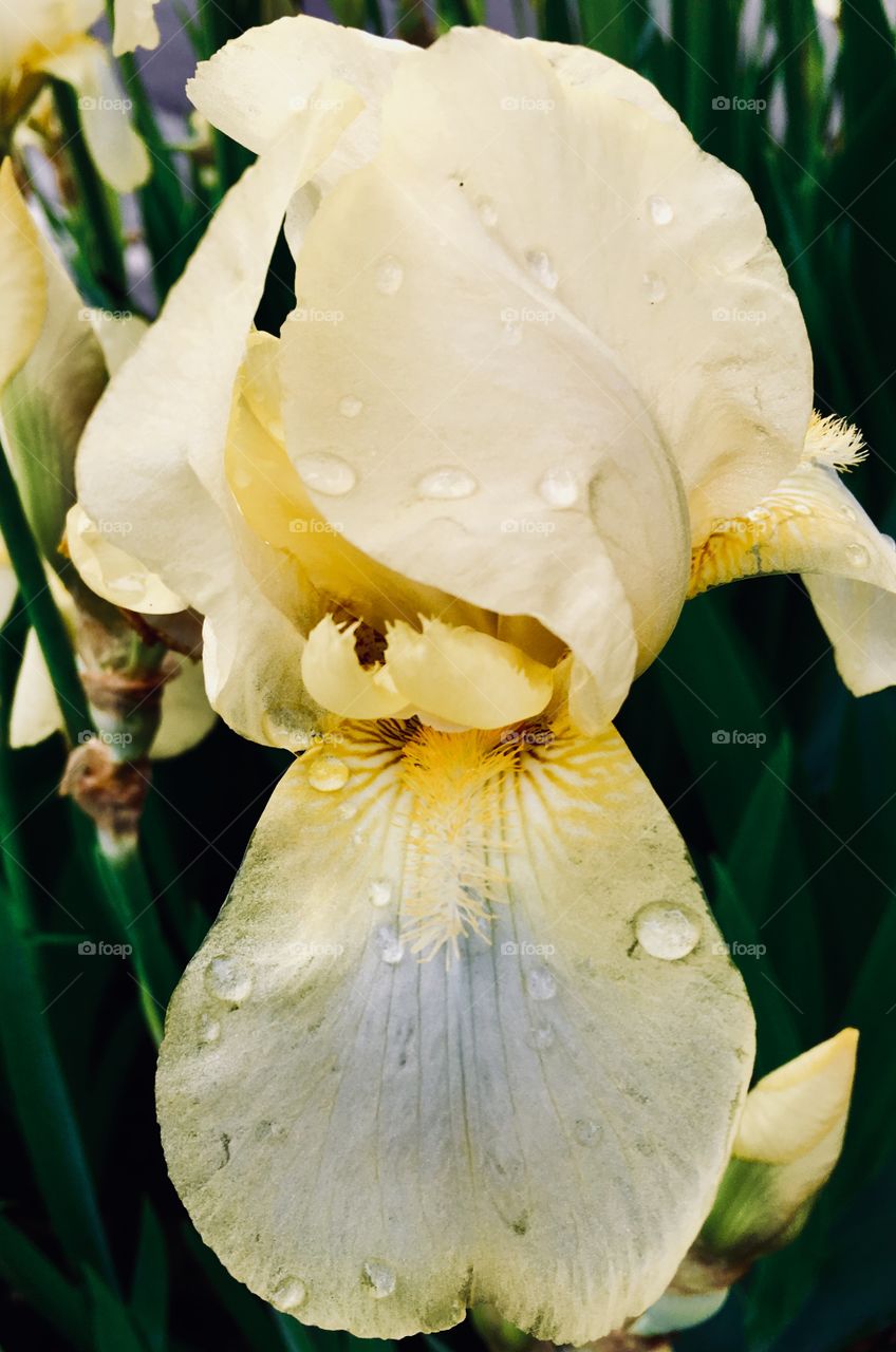 Yellow iris
