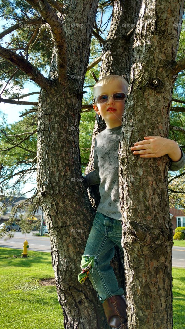 Boy in a Pine tree