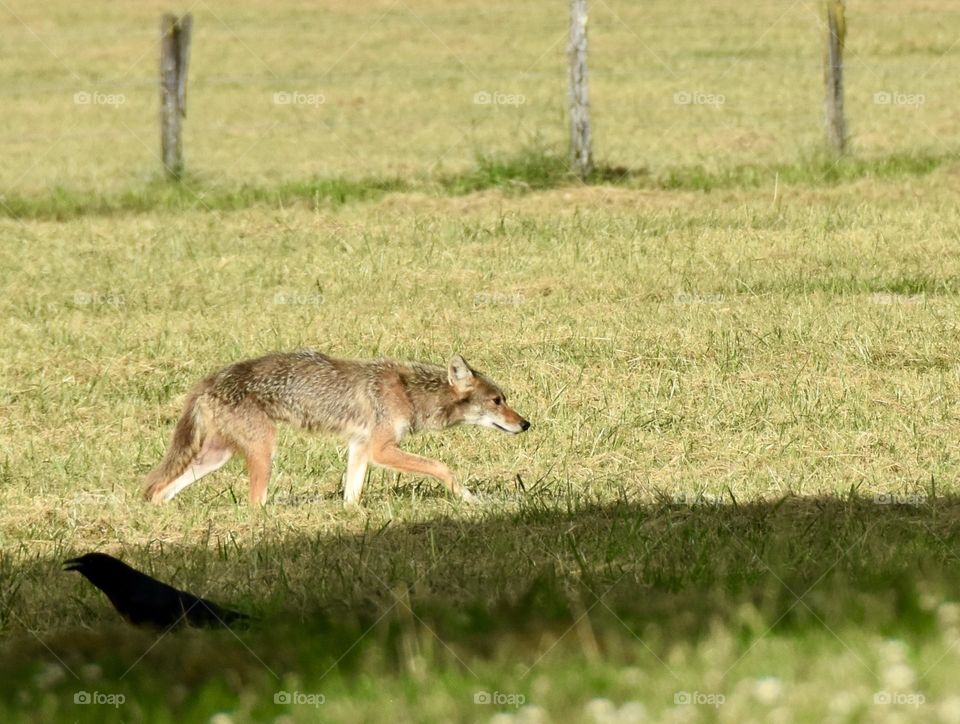  Coyote in a field