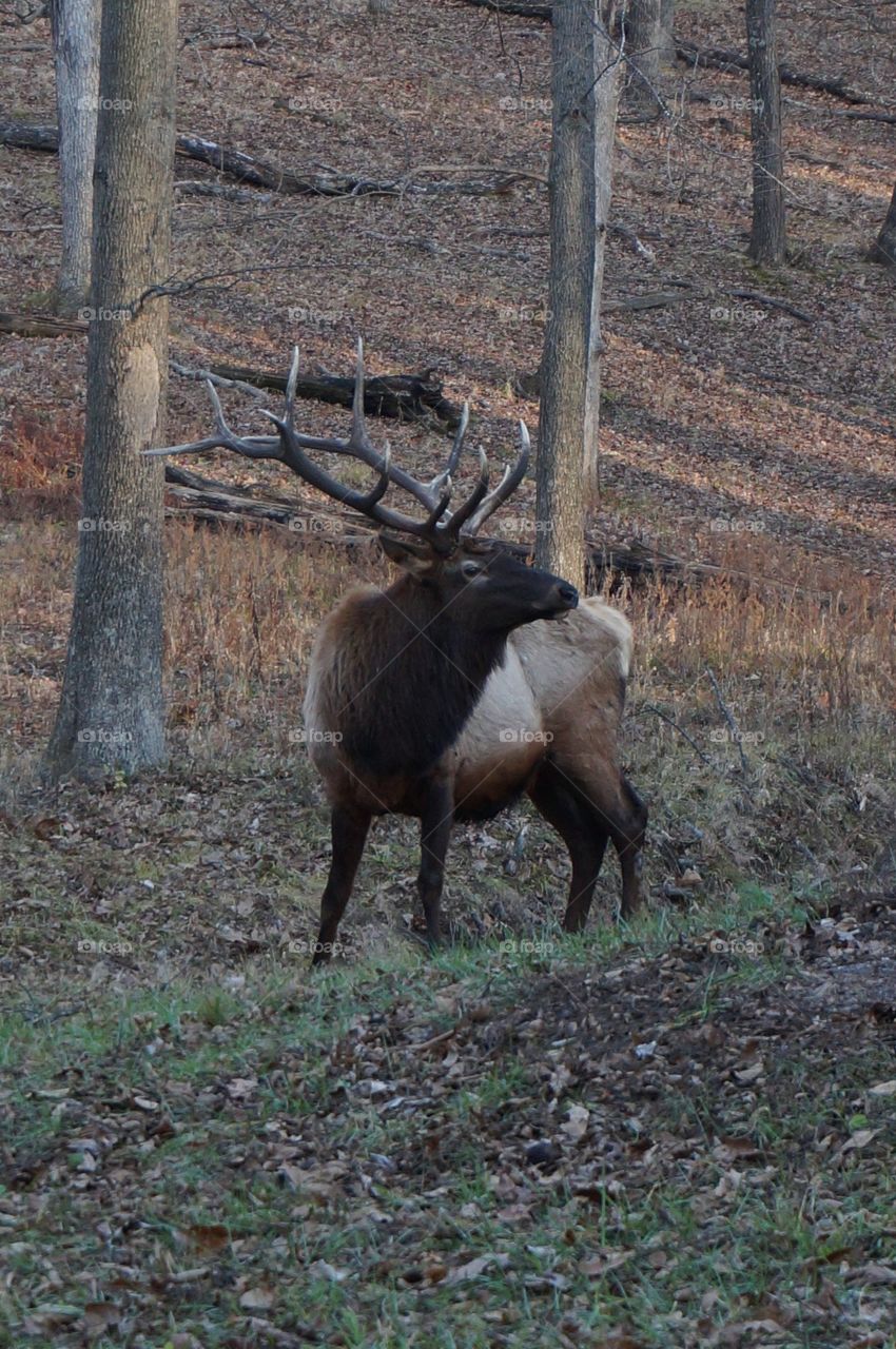 Male elk is sniffing the air