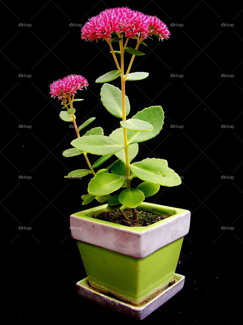 Hot pink flower in green pot