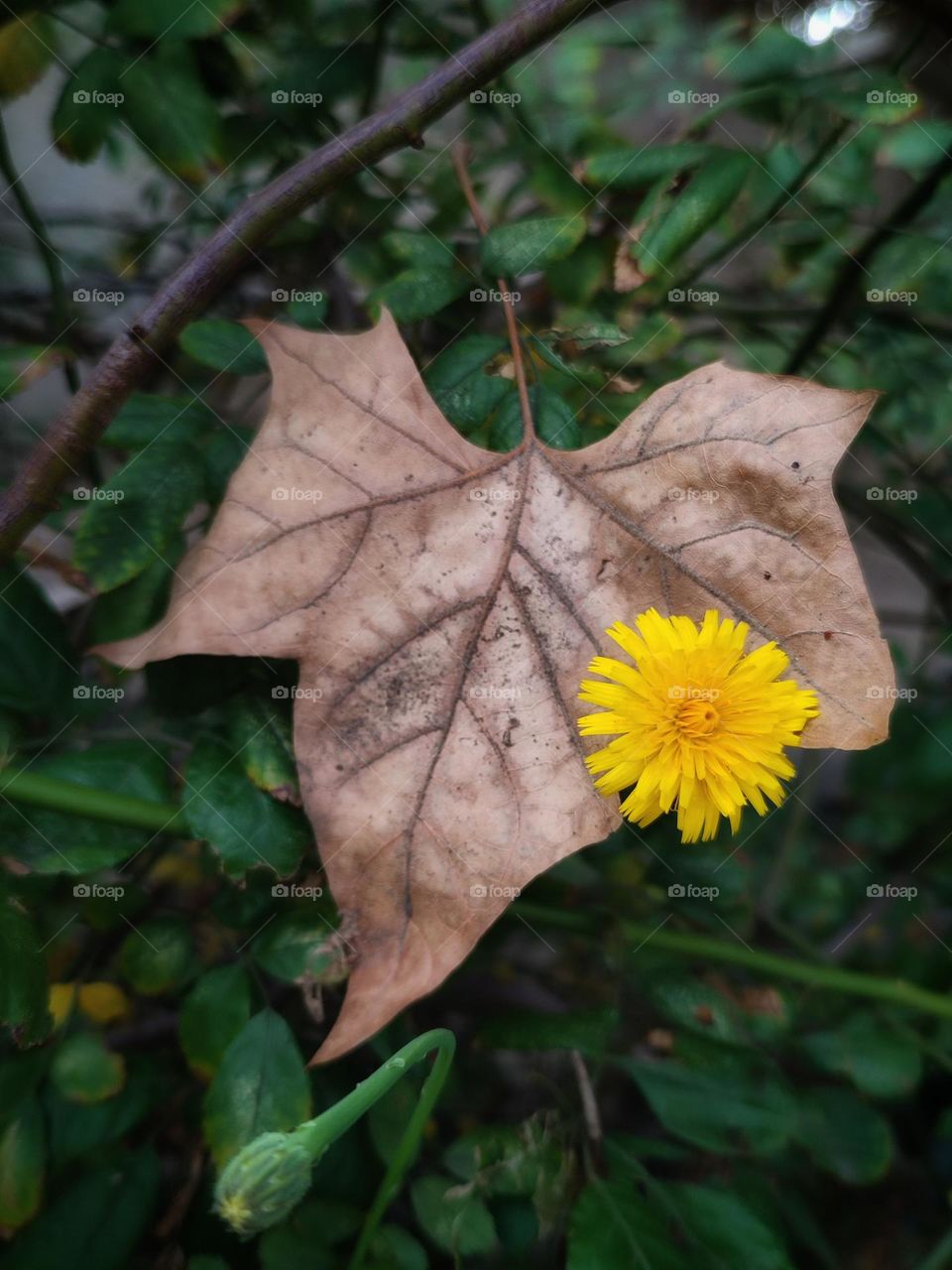 Yellow dandelion