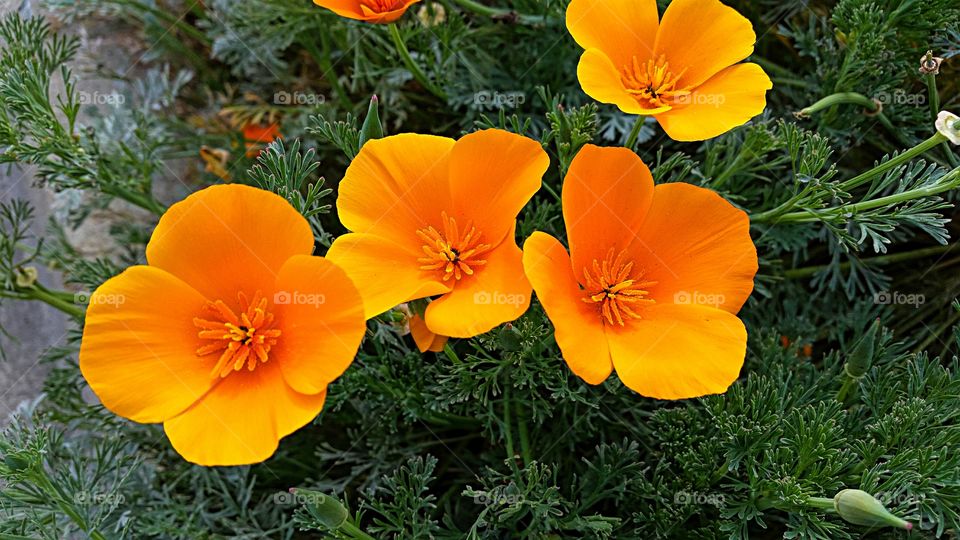 Beautiful Orange California Poppy