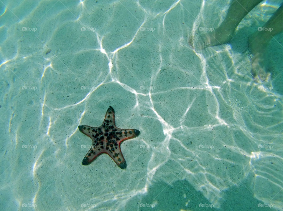 starfish underwater