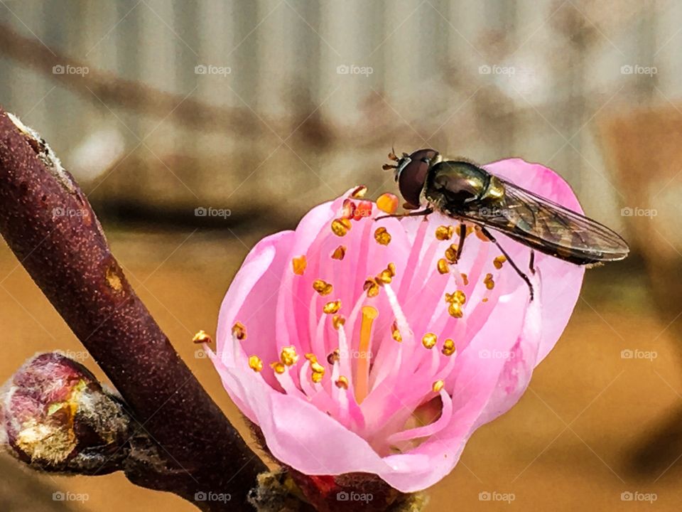 Bee collecting pollen from a pink nectarine fruit tree blossom 