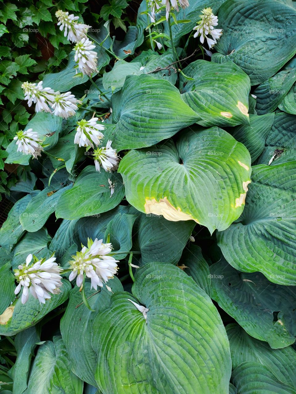 shapes of nature:plant