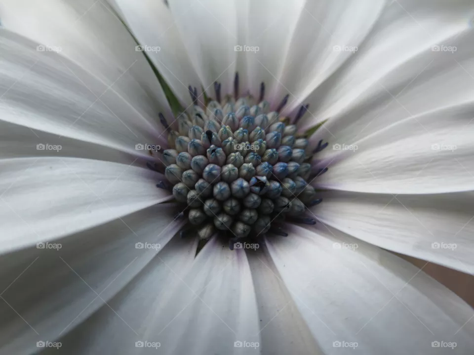 Closeup of a osteospermum flower