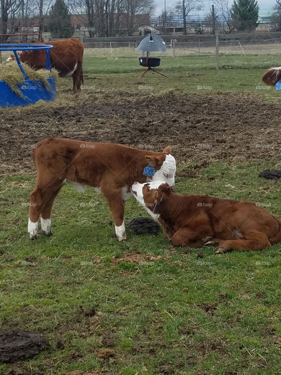 Baby cows finding love.