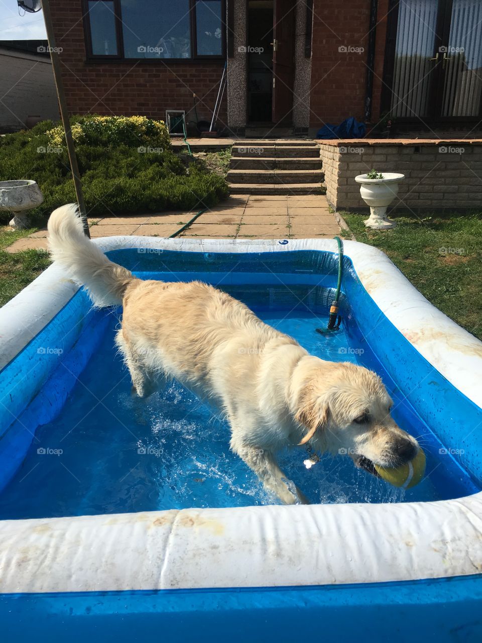Dug Out Pool, Dog, Pet, Mammal, No Person