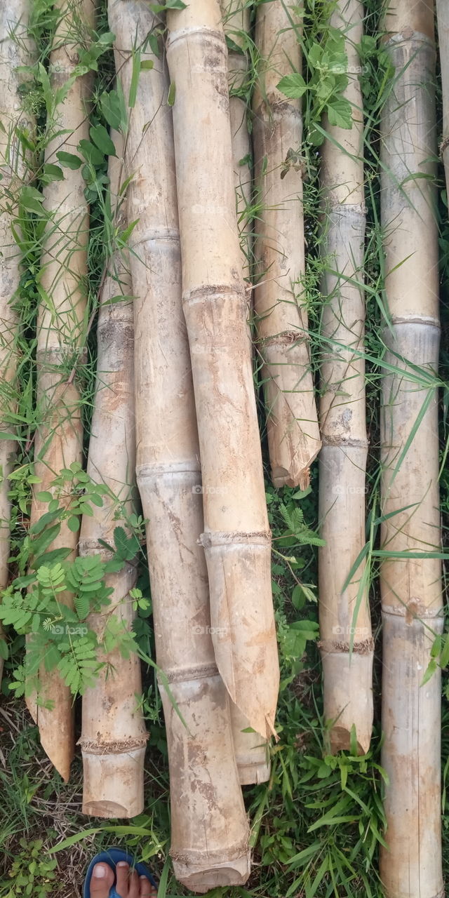 bamboo