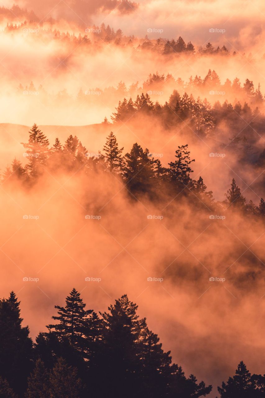 Forest fire like pic