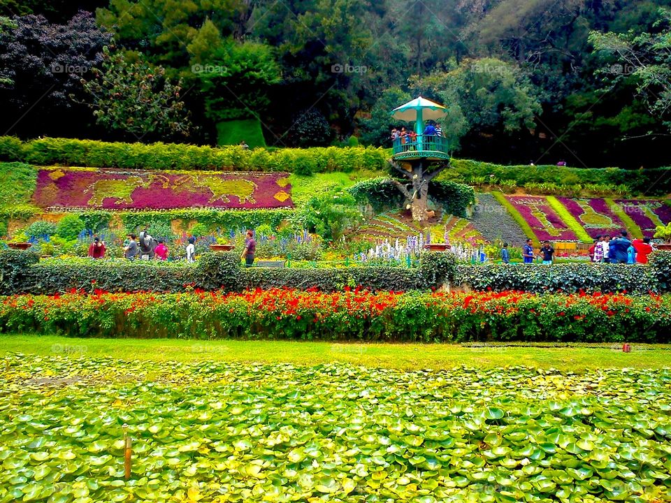 ooty green park