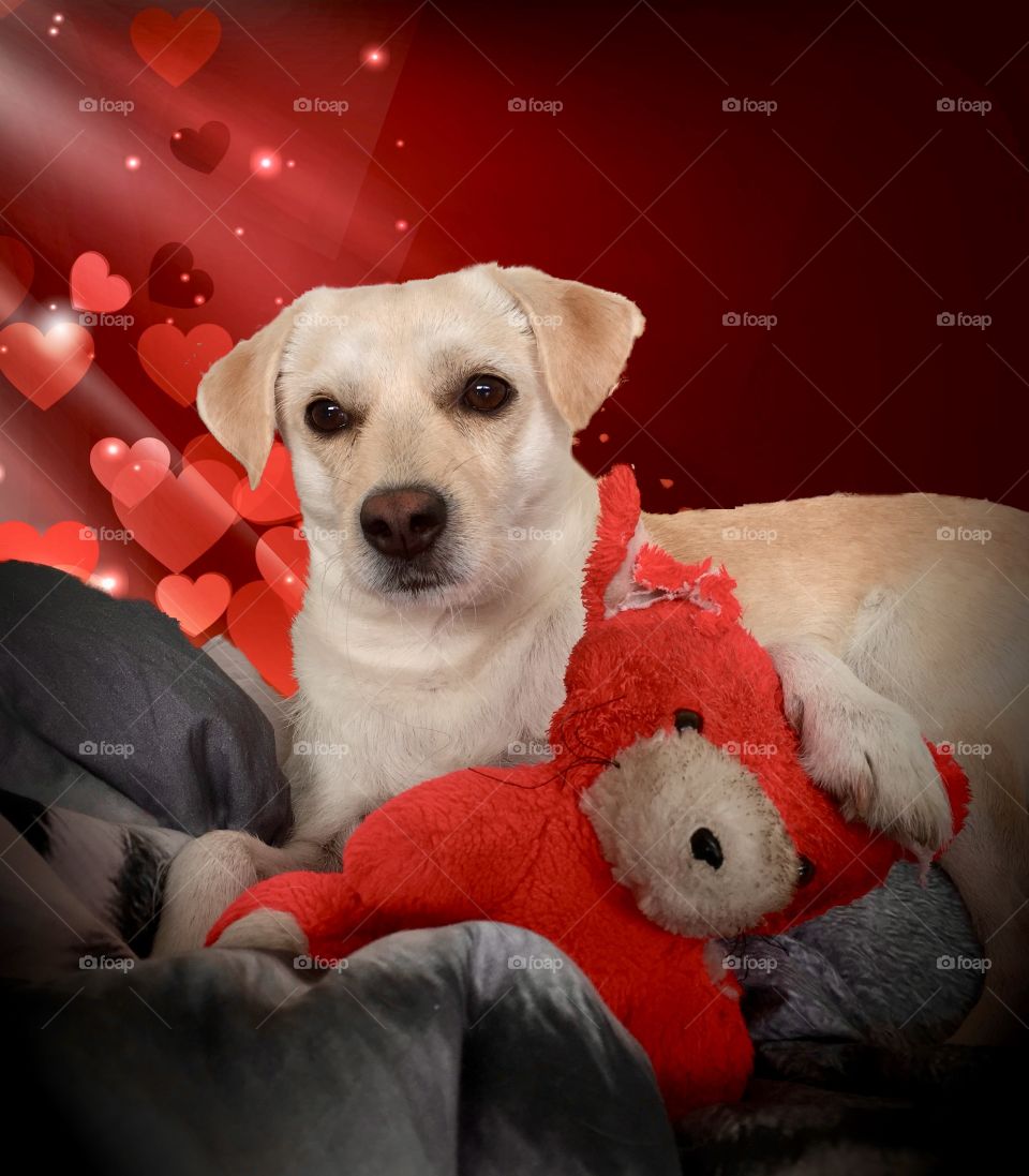 Love dog with teddybear