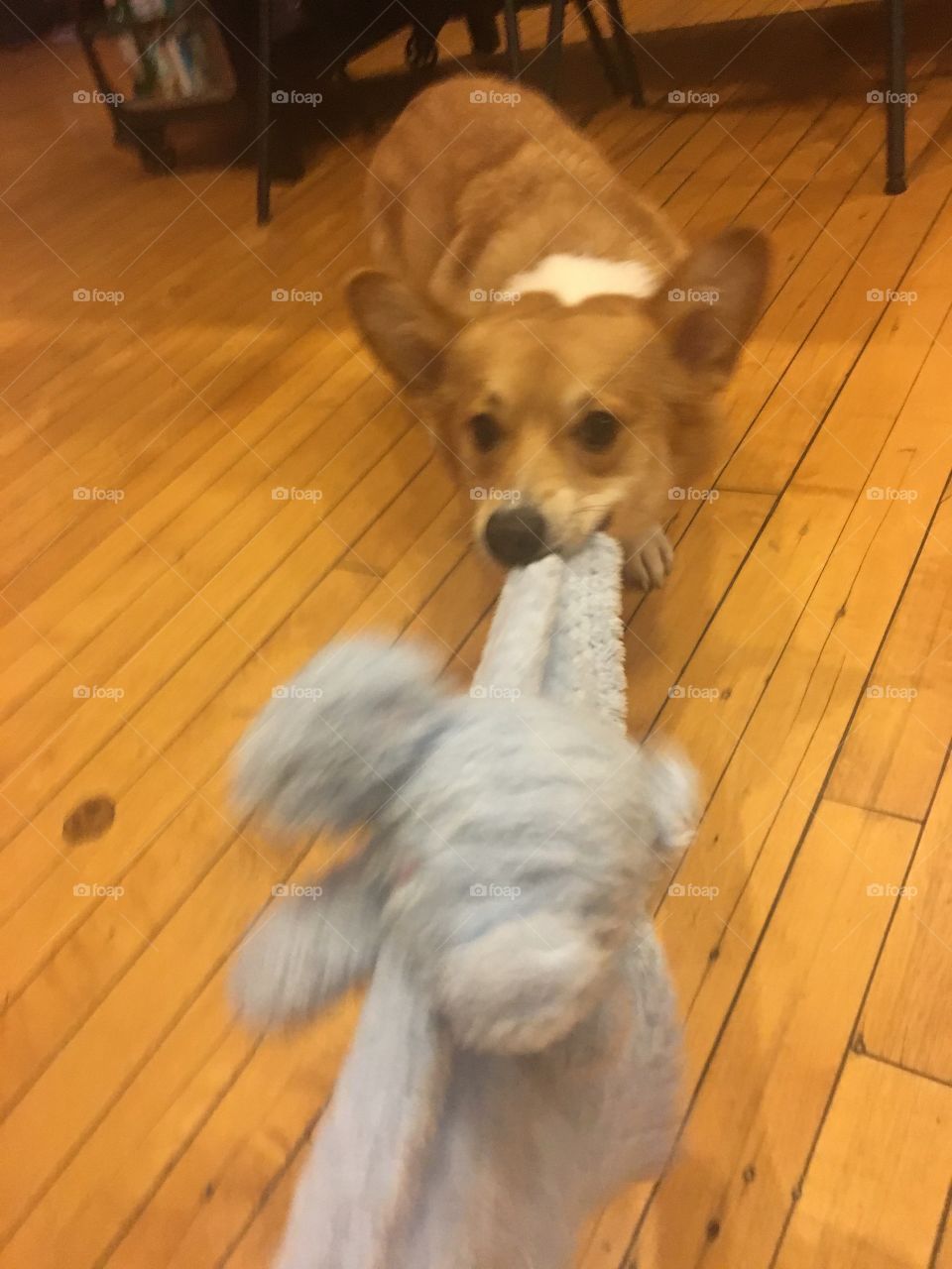 Corgi playing funny puppy dog