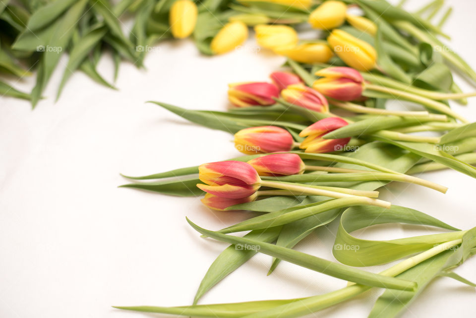 clash of color flowers