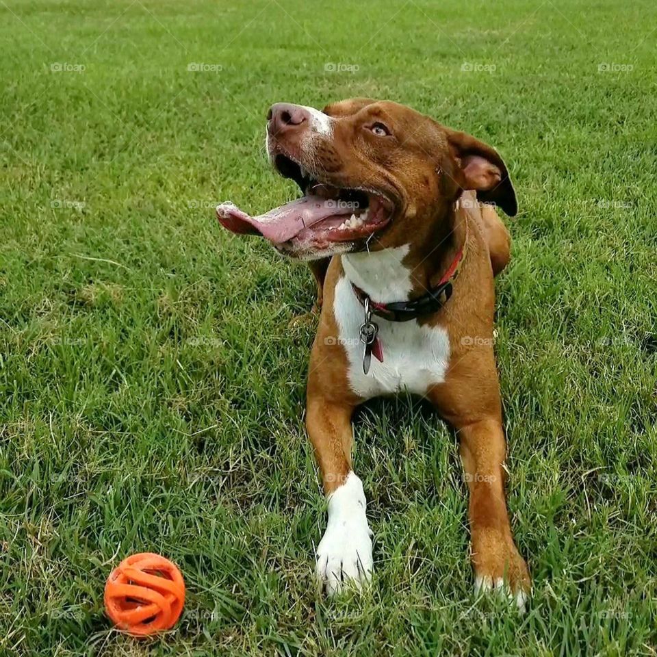 Olive with her favorite Ball