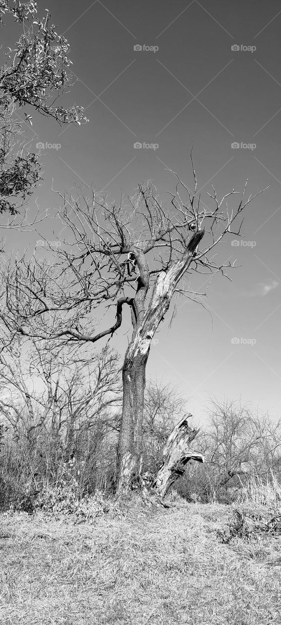 Portrait of a old tree