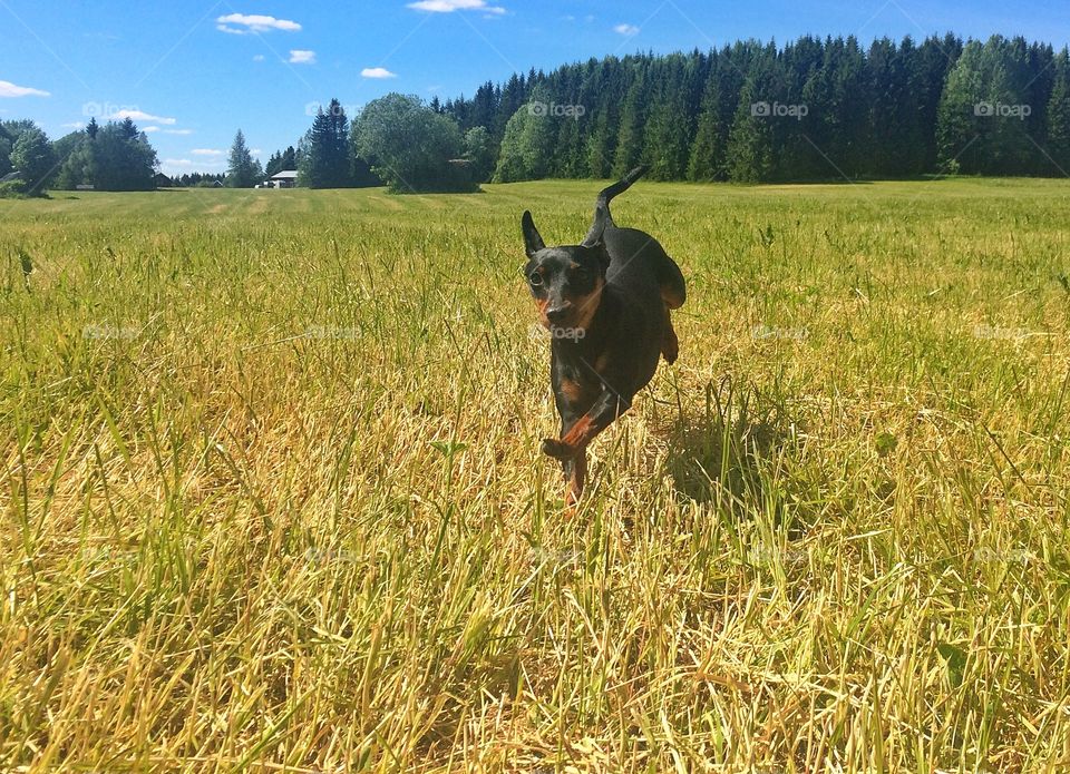 Miniaturepinscher running