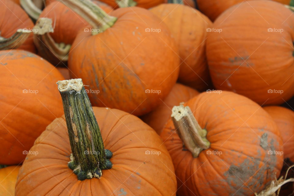 Pumpkin Season