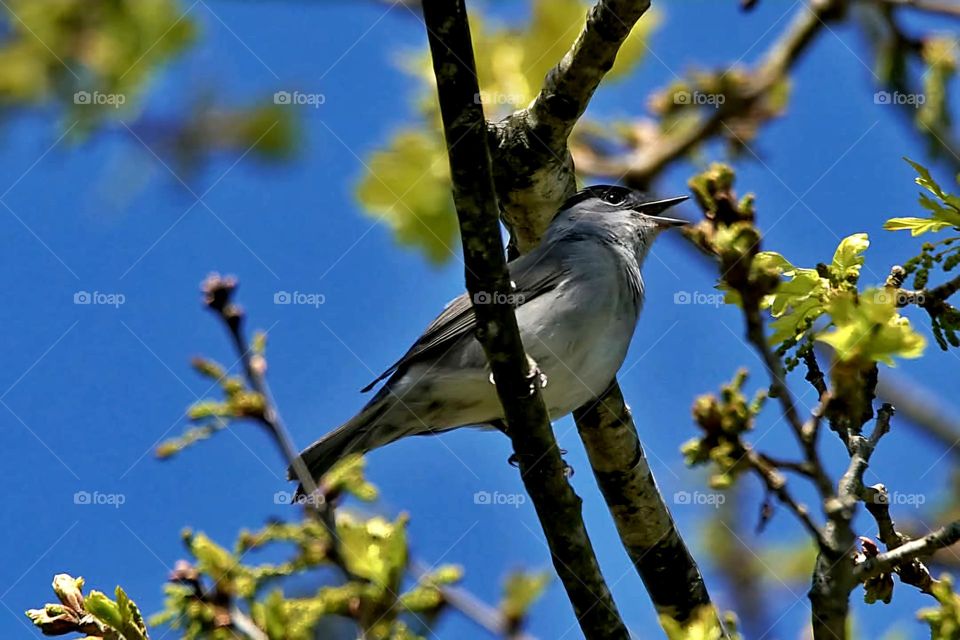 Close up on a blackcap warbling on a branch of a blooming tree under a bright blue sky in Suscinio