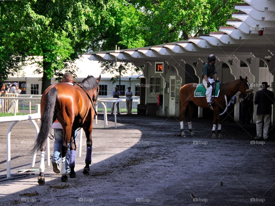 Home of the Belmont Stakes. Beautiful Belmont Park, home of the Triple Crown. Warming up in the paddock before the call to the post.
Fleetphoto