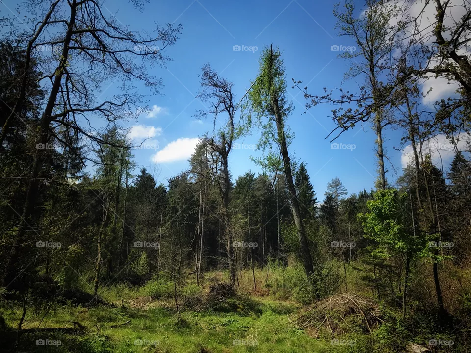 Nature 