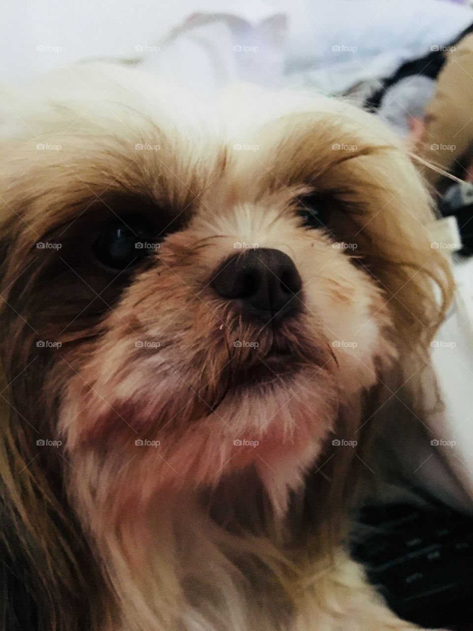 Dog are you go to me if you see this