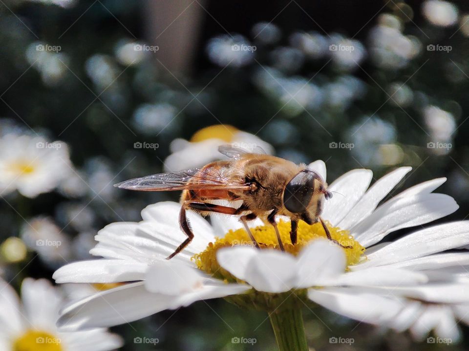 Bee on a daisy
