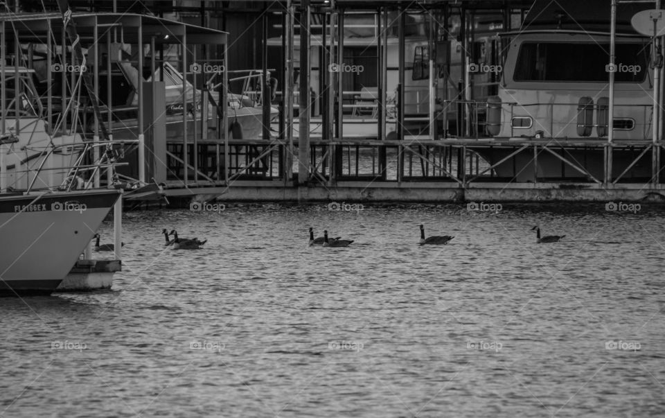 Black and white pic of geese swimming past a dock on a casual evening swim. 