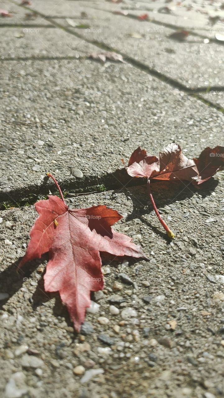 Beautiful autumn leaves