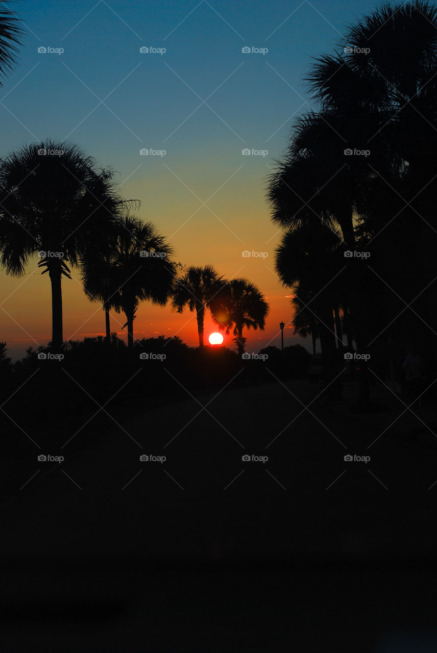 Colorful Sunset in Charleston with Palm Trees Silhouette 