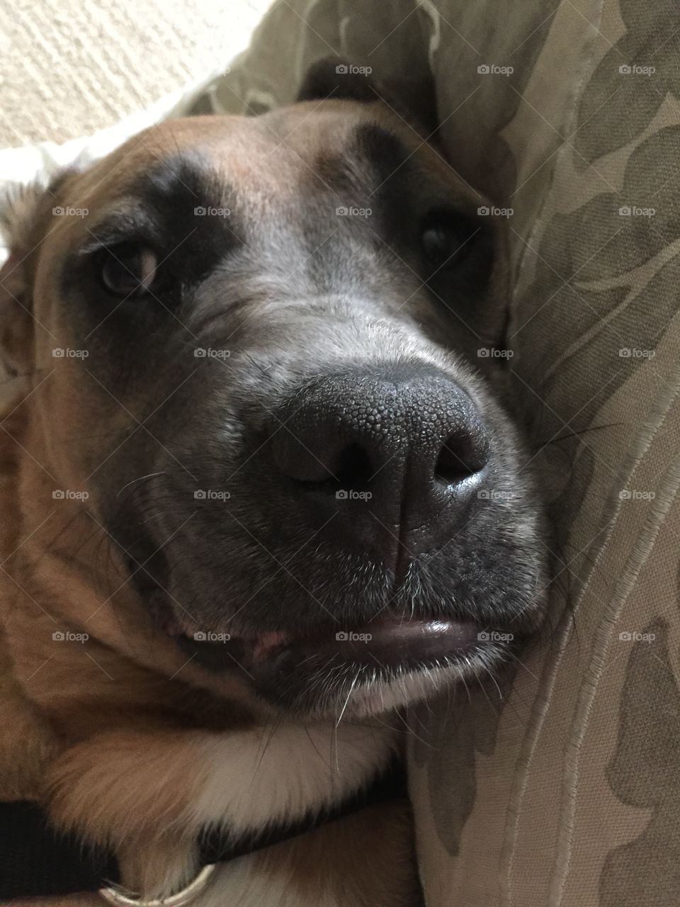 Sad selfie day!  Big puppy wants cuddles but is too strong for owner to handle her constant repositioning.