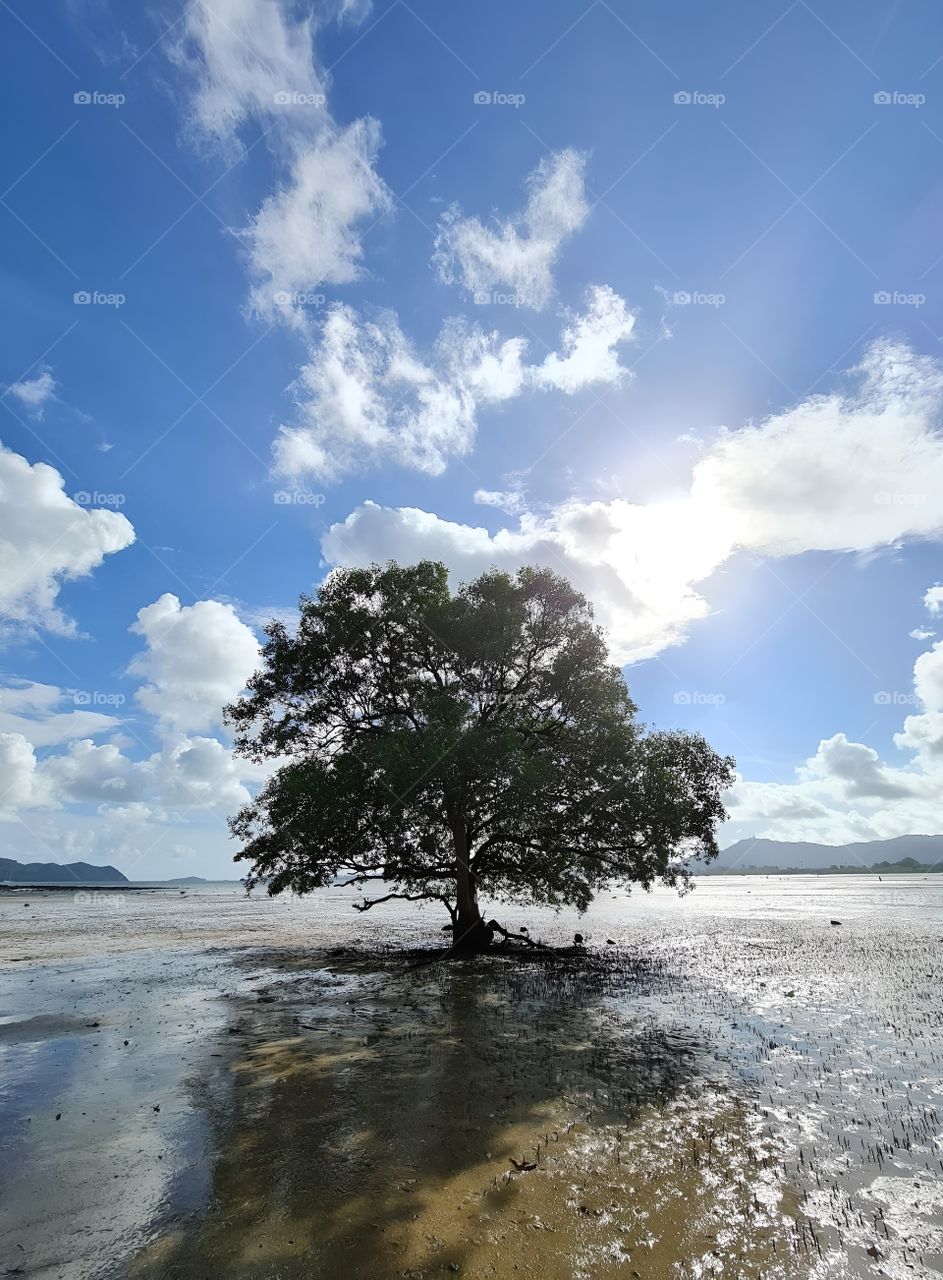 tree in lake