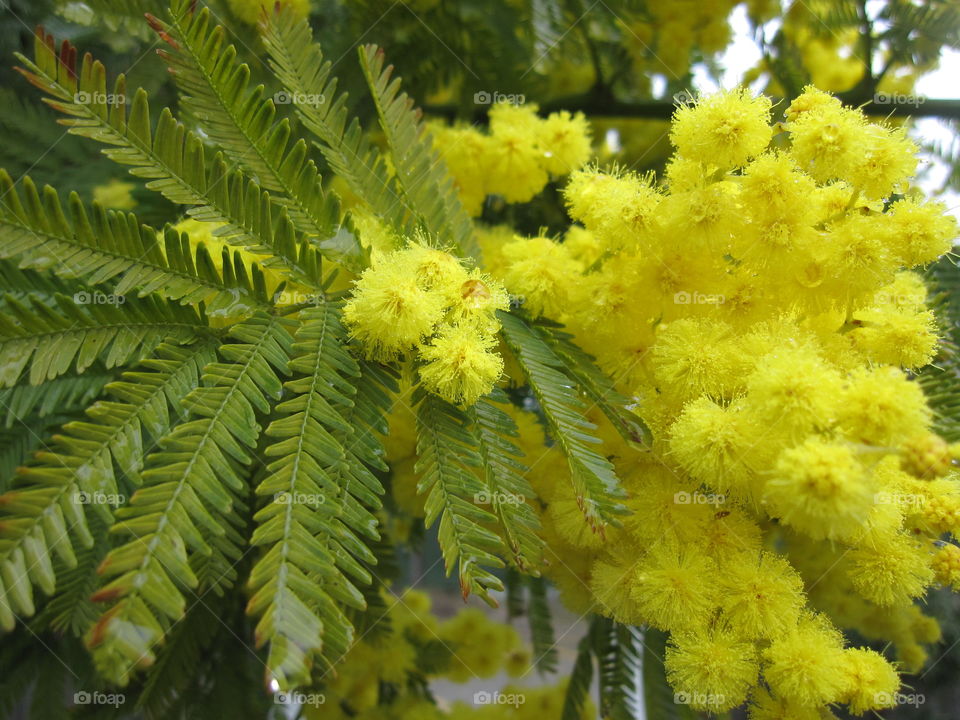 Leaf, Flora, Nature, Flower, Tree