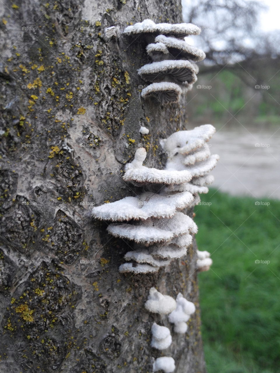 Fungus