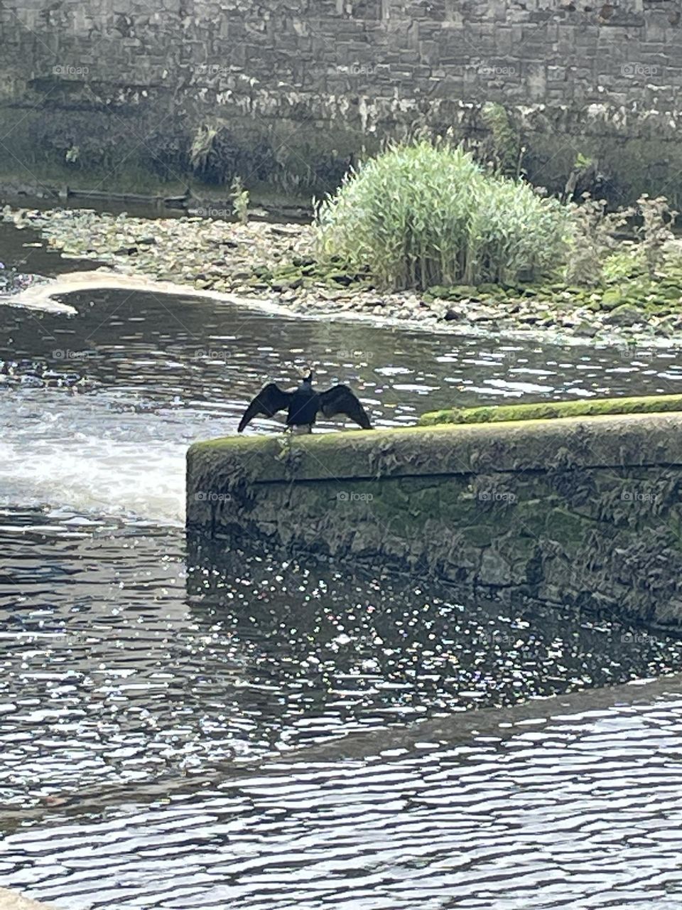 Cormorant drying his wings