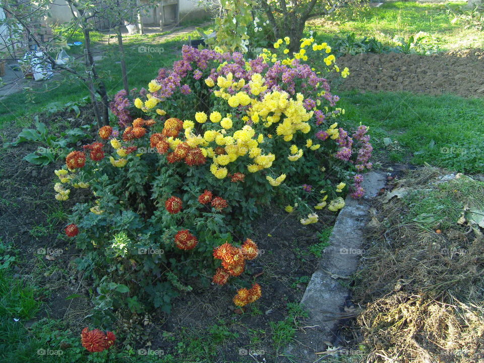 Flowers in late autumn