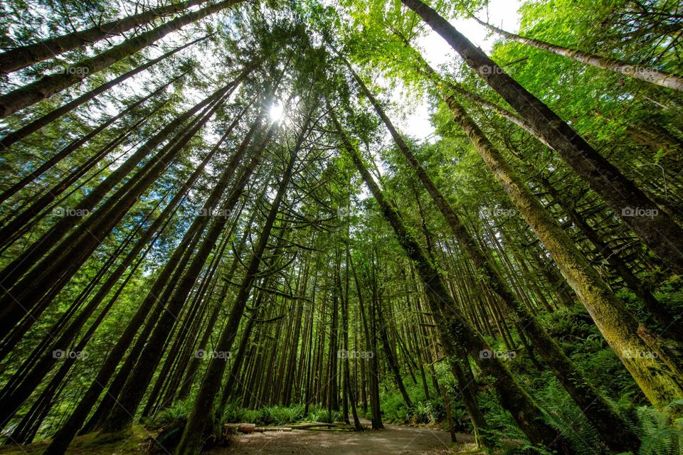 Tall trees in a forest