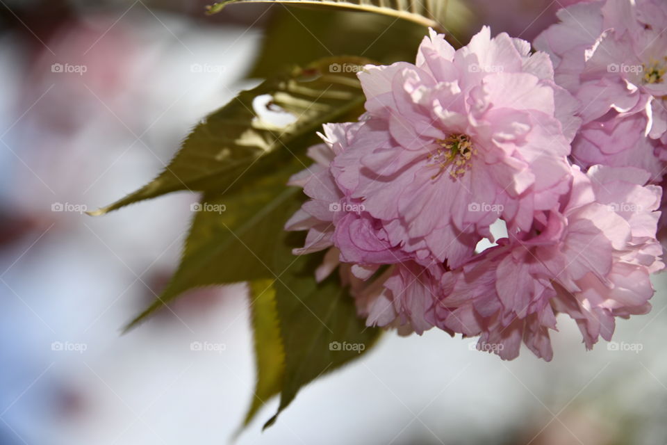 Jardín botánico, Madrid