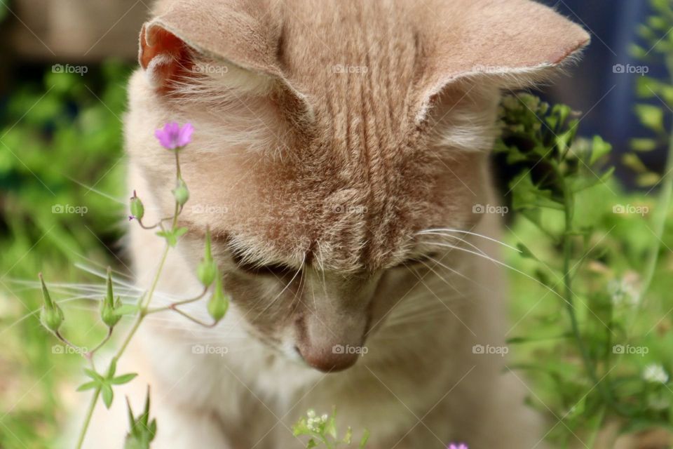 Ginger kitten 