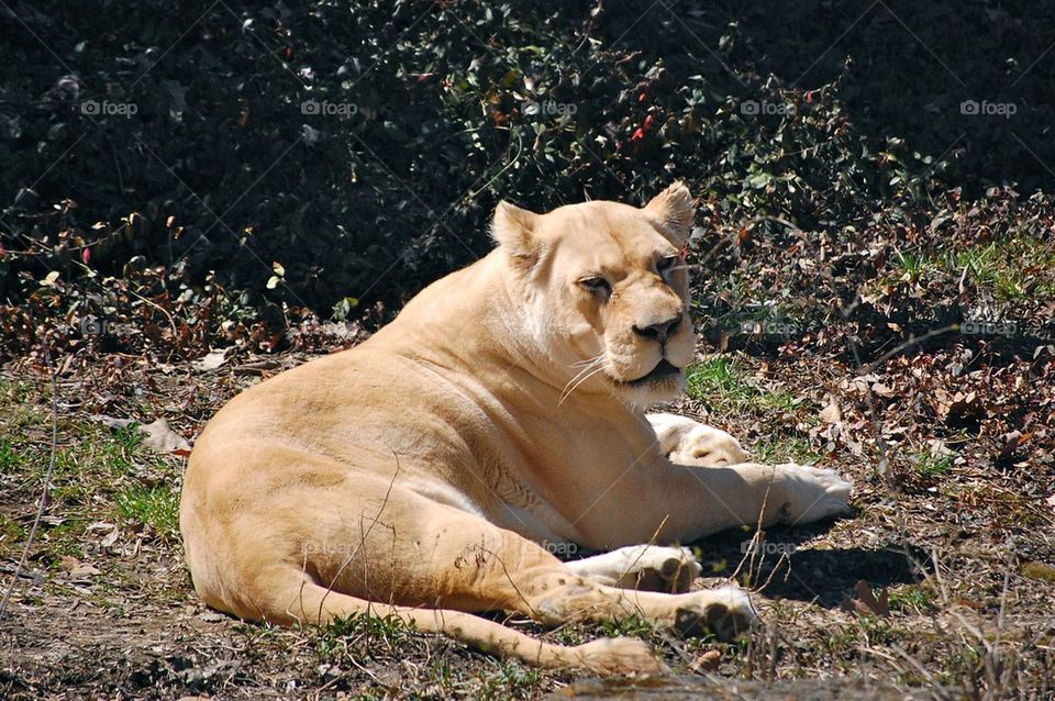 Pretty Lioness 