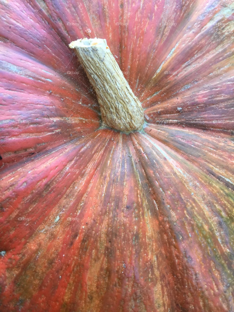 Pumpkin closeup