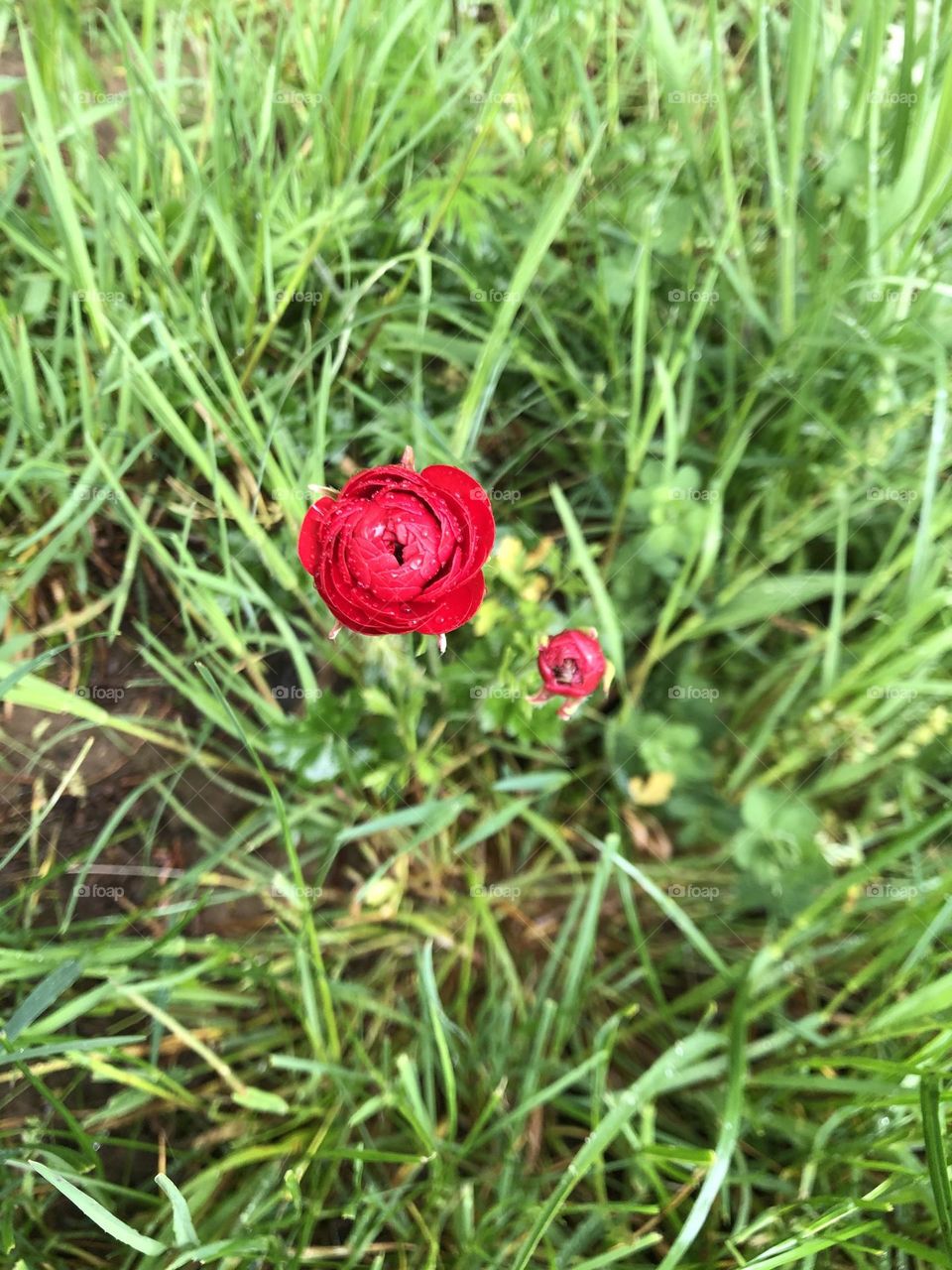Red Ranunculus Flower Coming up among the Yard Grass