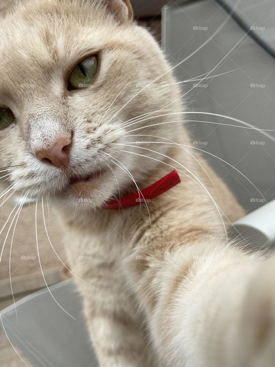 Cat looking at camera