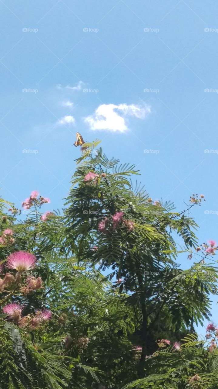 Butterfly on the Mimosa Tree