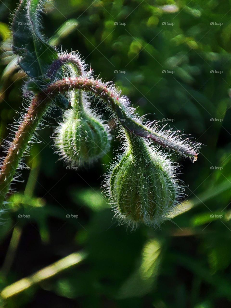 Macro photo of flowering plants