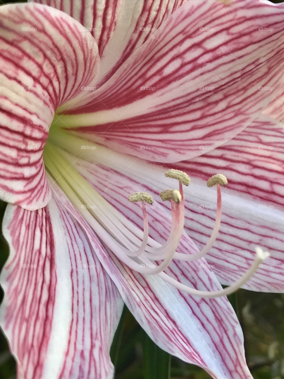 Red and White flower