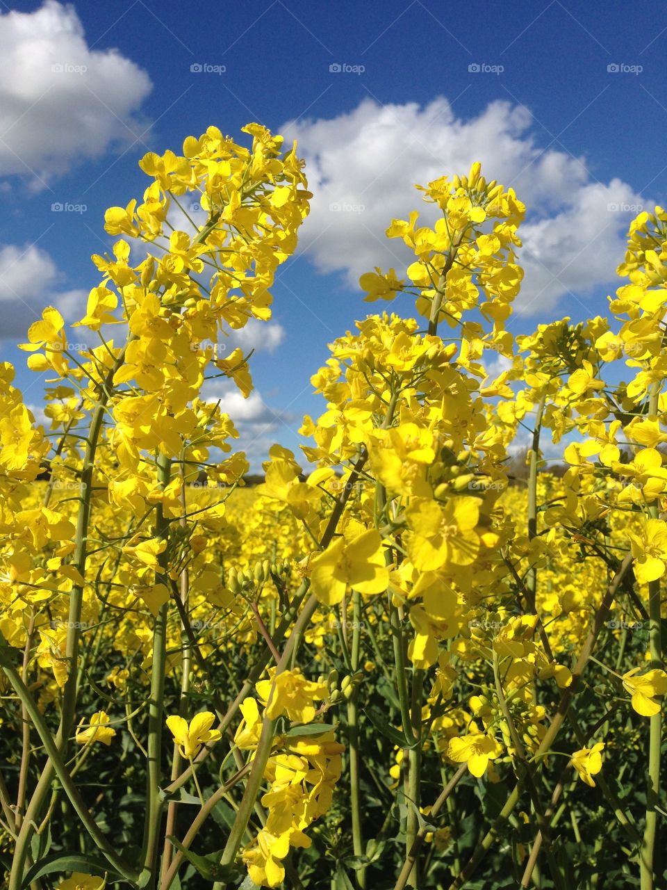 Yellow rapeseed flowers